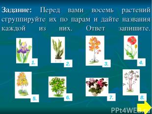 Задание: Перед вами восемь растений сгруппируйте их по парам и дайте названия ка