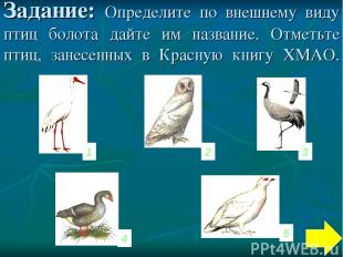 Задание: Определите по внешнему виду птиц болота дайте им название. Отметьте пти