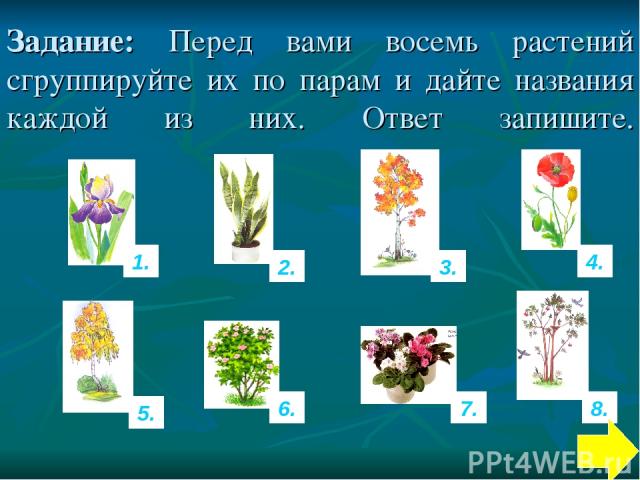 Задание: Перед вами восемь растений сгруппируйте их по парам и дайте названия каждой из них. Ответ запишите. 1. 8. 4. 7. 6. 5. 3. 2.
