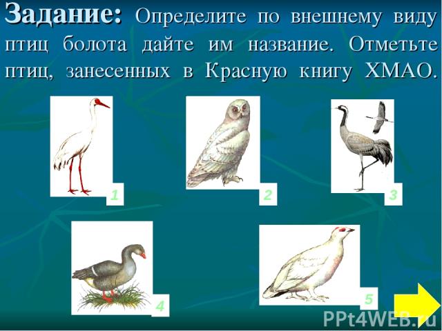 Задание: Определите по внешнему виду птиц болота дайте им название. Отметьте птиц, занесенных в Красную книгу ХМАО. 1 3 2 5 4