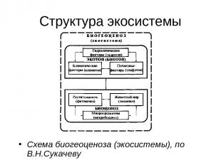 Структура экосистемы Схема биогеоценоза (экосистемы), по В.Н.Сукачеву
