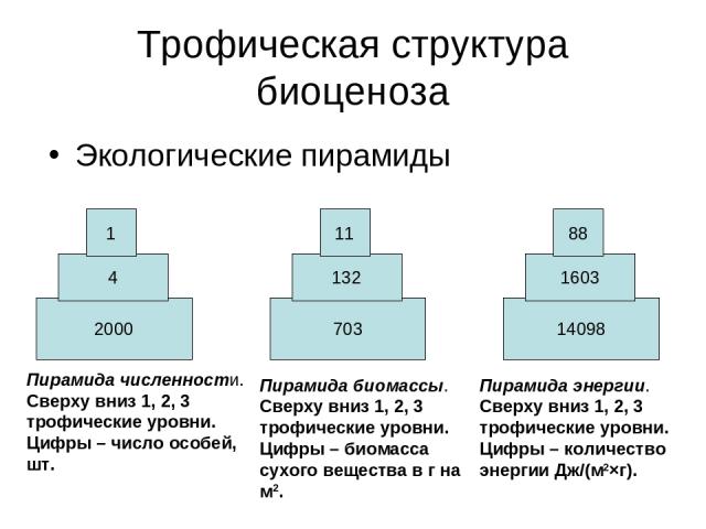 Трофическая структура биоценоза Экологические пирамиды 2000 4 1 703 132 11 14098 1603 88 Пирамида численности. Сверху вниз 1, 2, 3 трофические уровни. Цифры – число особей, шт. Пирамида биомассы. Сверху вниз 1, 2, 3 трофические уровни. Цифры – биома…