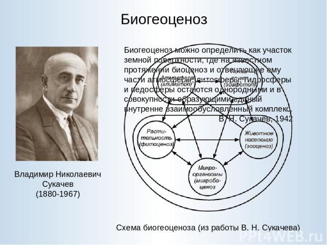 Биогеоценоз Владимир Николаевич Сукачев (1880-1967) Биогеоценоз можно определить как участок земной поверхности, где на известном протяжении биоценоз и отвечающие ему части атмосферы, литосферы, гидросферы и педосферы остаются однородными и в совоку…