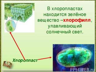 Хлоропласт В хлоропластах находится зелёное вещество –хлорофилл, улавливающий со