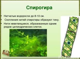 Спирогира Нитчатые водоросли до 8-10 см. Скопления нитей спирогиры образуют тину
