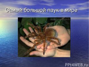 Самый большой паук в мире