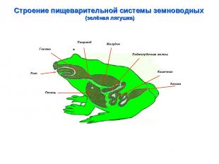 Строение пищеварительной системы земноводных (зелёная лягушка) Глотка Пищевод Кл