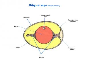 Яйцо птицы (яйцеклетка) Зародышевый диск Подскорлуповая оболочка Воздушная камер