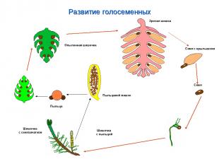 Развитие голосеменных Зрелая шишка Семя с крылышком Семя Шишечка с пыльцой Пыльц