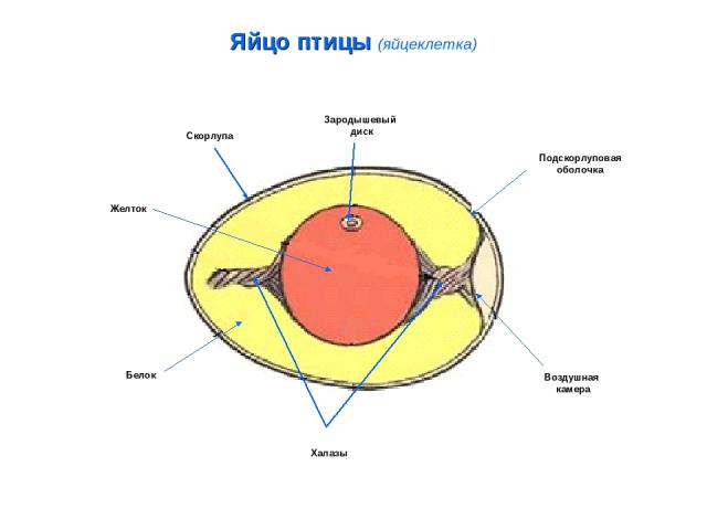 Яйцо птицы (яйцеклетка) Зародышевый диск Подскорлуповая оболочка Воздушная камера Халазы Белок Желток Скорлупа