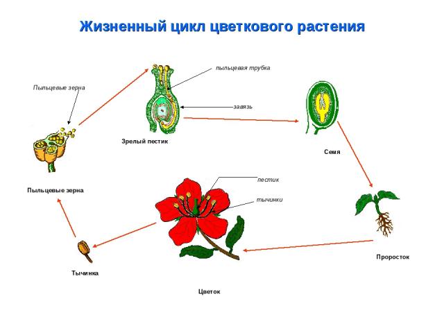Жизненный цикл цветкового растения Проросток Семя Тычинка Цветок Пыльцевые зерна Зрелый пестик пыльцевая трубка завязь пестик тычинки Пыльцевые зерна
