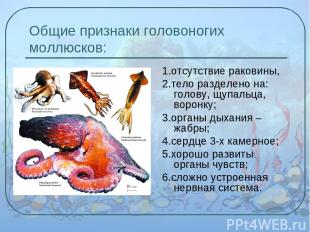 Общие признаки головоногих моллюсков: 1.отсутствие раковины, 2.тело разделено на
