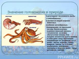 Значение головоногих в природе 1.регулируют численность рыбы и ракообразных 2.яв