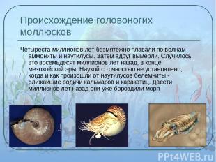 Происхождение головоногих моллюсков Четыреста миллионов лет безмятежно плавали п