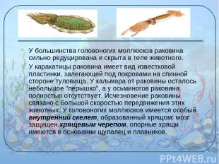 У большинства головоногих моллюсков раковина сильно редуцирована и скрыта в теле