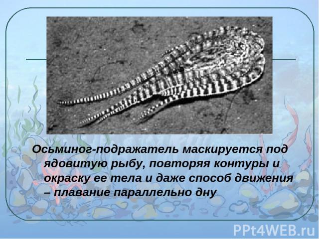 Осьминог-подражатель маскируется под ядовитую рыбу, повторяя контуры и окраску ее тела и даже способ движения – плавание параллельно дну