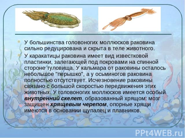 У большинства головоногих моллюсков раковина сильно редуцирована и скрыта в теле животного. У каракатицы раковина имеет вид известковой пластинки, залегающей под покровами на спинной стороне туловища. У кальмара от раковины осталось небольшое 