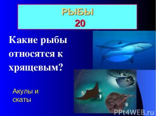 РЫБЫ 20 Какие рыбы относятся к хрящевым? Акулы и скаты