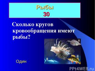Рыбы 30 Сколько кругов кровообращения имеют рыбы? Один