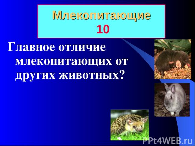 Млекопитающие 10 Главное отличие млекопитающих от других животных?