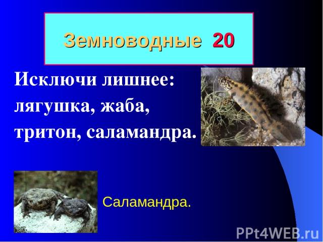 Земноводные 20 Исключи лишнее: лягушка, жаба, тритон, саламандра. Саламандра.