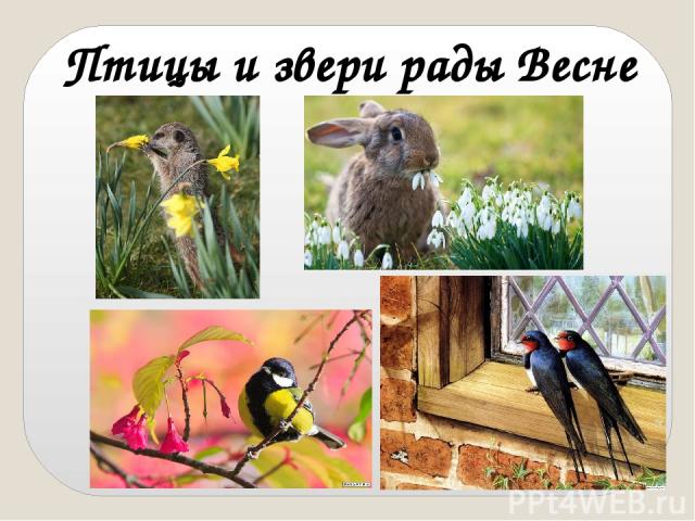 Птицы и звери рады Весне