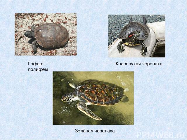 Гофер-полифем Красноухая черепаха Зелёная черепаха