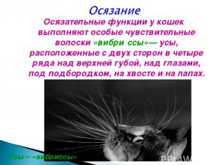 Осязательные функции у кошек выполняют особые чувствительные волоски «вибри ссы»