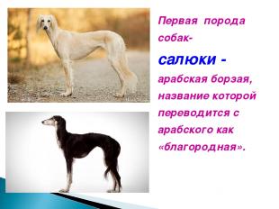 Первая порода собак- салюки - арабская борзая, название которой переводится с ар