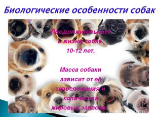 Продолжительность жизни собак 10-12 лет. Масса собаки зависит от её телосложения