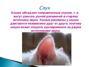 Кошки обладают направленным слухом, т. е. могут двигать ушной раковиной в сторон