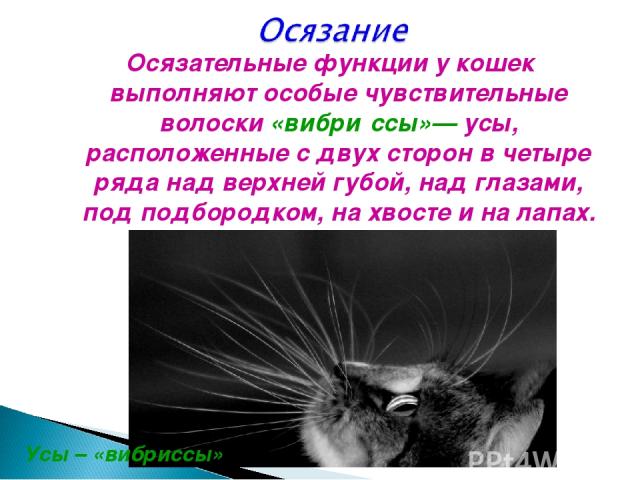 Осязательные функции у кошек выполняют особые чувствительные волоски «вибри ссы»— усы, расположенные с двух сторон в четыре ряда над верхней губой, над глазами, под подбородком, на хвосте и на лапах. Усы – «вибриссы»