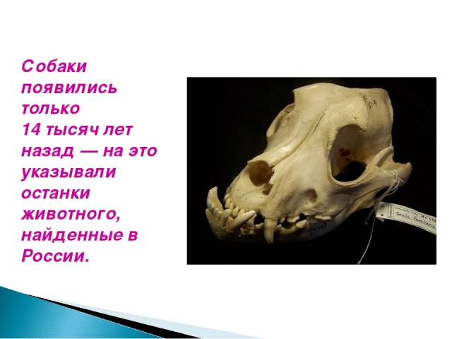 Собаки появились только 14 тысяч лет назад — на это указывали останки животного, найденные в России.