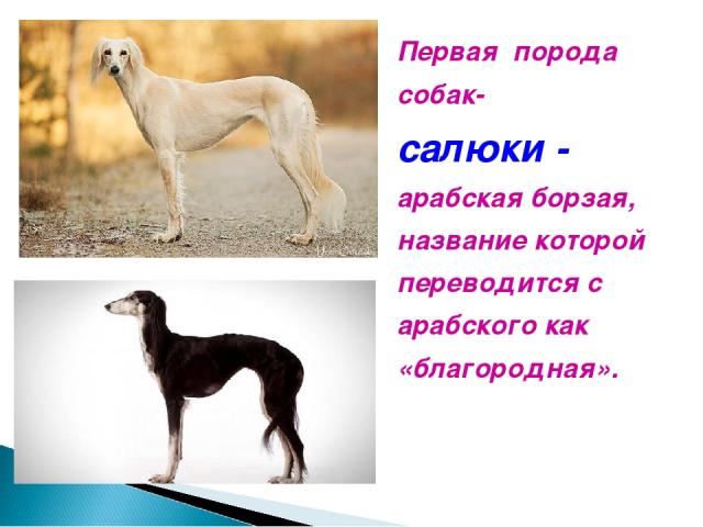 Первая порода собак- салюки - арабская борзая, название которой переводится с арабского как «благородная».