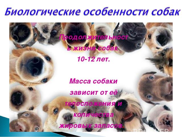 Продолжительность жизни собак 10-12 лет. Масса собаки зависит от её телосложения и количества жировых запасов.