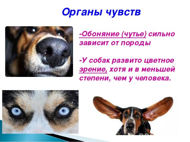 Органы чувств -Обоняние (чутье) сильно зависит от породы -У собак развито цветное зрение, хотя и в меньшей степени, чем у человека.