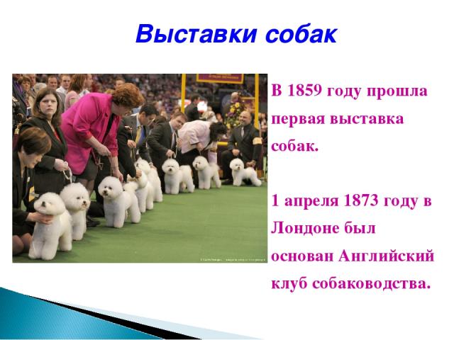 Выставки собак В 1859 году прошла первая выставка собак. 1 апреля 1873 году в Лондоне был основан Английский клуб собаководства.