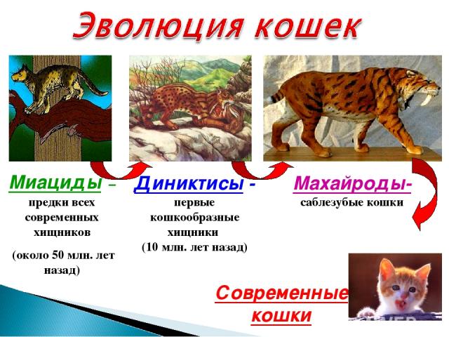 Миациды – предки всех современных хищников (около 50 млн. лет назад) Диниктисы - первые кошкообразные хищники (10 млн. лет назад) Махайроды- саблезубые кошки Современные кошки