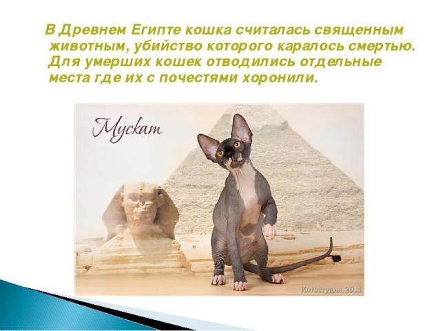 В Древнем Египте кошка считалась священным животным, убийство которого каралось смертью. Для умерших кошек отводились отдельные места где их с почестями хоронили.