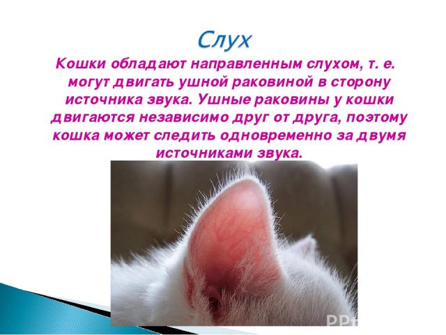 Кошки обладают направленным слухом, т. е. могут двигать ушной раковиной в сторону источника звука. Ушные раковины у кошки двигаются независимо друг от друга, поэтому кошка может следить одновременно за двумя источниками звука.