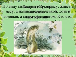 По виду мышь, ростом с крысу, живет в лесу, а называется Полевкой, хоть и водяна