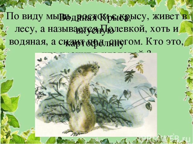 По виду мышь, ростом с крысу, живет в лесу, а называется Полевкой, хоть и водяная, а сидит под снегом. Кто это, что хранит в кладовой ? Водяная Крыса, вкусную картофелину