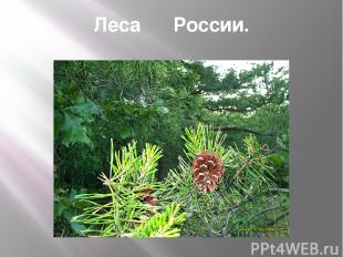 Леса России.