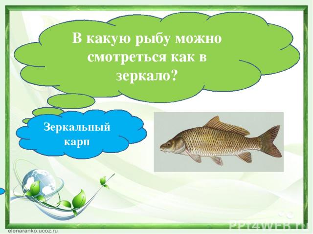 В какую рыбу можно смотреться как в зеркало? Зеркальный карп