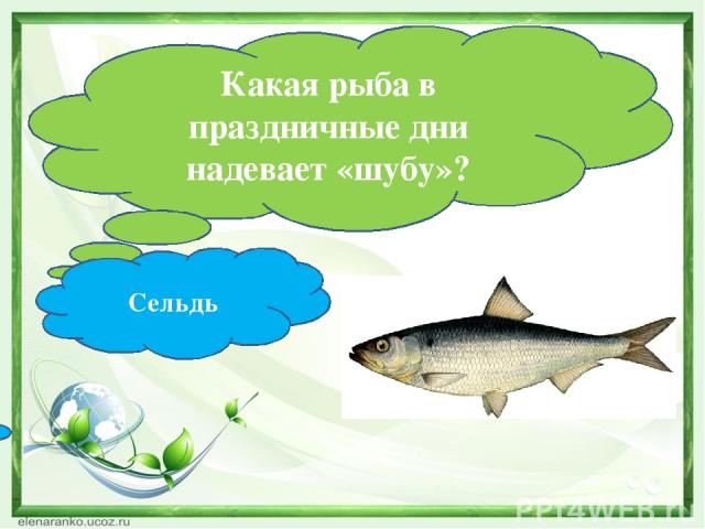 Какая рыба в праздничные дни надевает «шубу»? Сельдь
