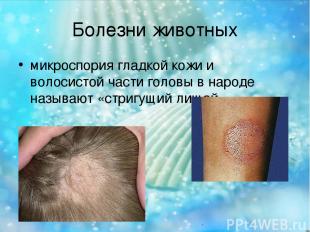 Болезни животных микроспория гладкой кожи и волосистой части головы в народе наз