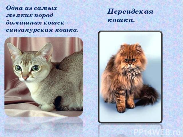 Одна из самых мелких пород домашних кошек - сингапурская кошка. Персидская кошка.