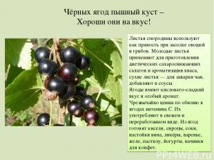Чёрных ягод пышный куст – Хороши они на вкус! Листья смородины используют как пр