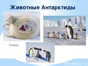 Животные Антарктиды Тюлени Пингвины