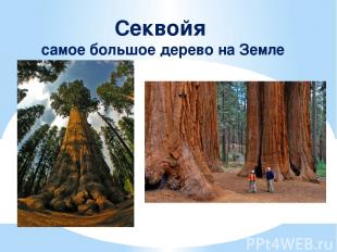 Секвойя самое большое дерево на Земле